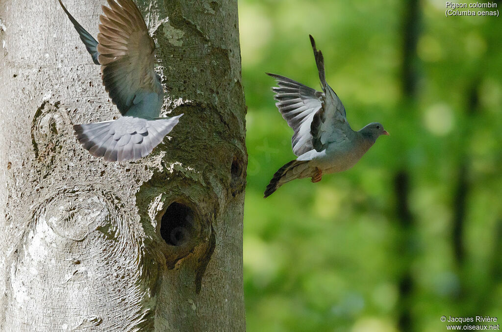 Stock Doveadult breeding, Flight