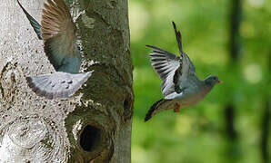 Pigeon colombin