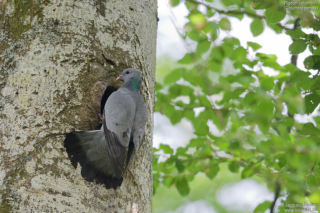 Pigeon colombin femelle adulte nuptial, identification, Nidification