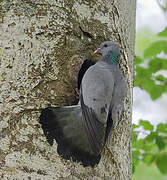 Stock Dove