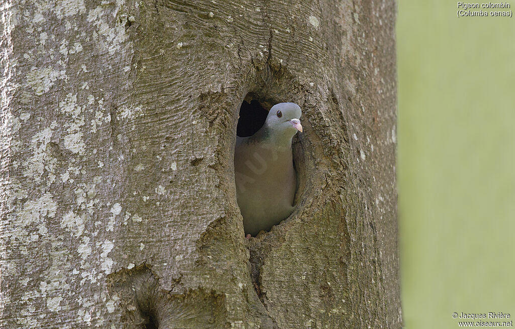 Pigeon colombin femelle adulte, identification, Nidification