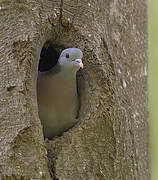 Stock Dove