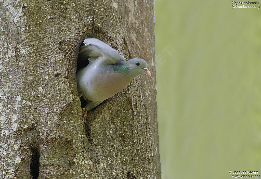 Stock Dove female adult breeding, identification, Reproduction-nesting