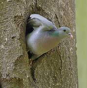 Stock Dove