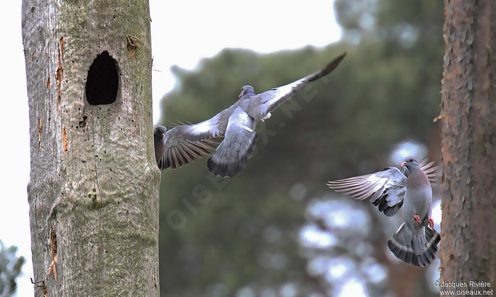 Pigeon colombinadulte nuptial, Vol, Nidification