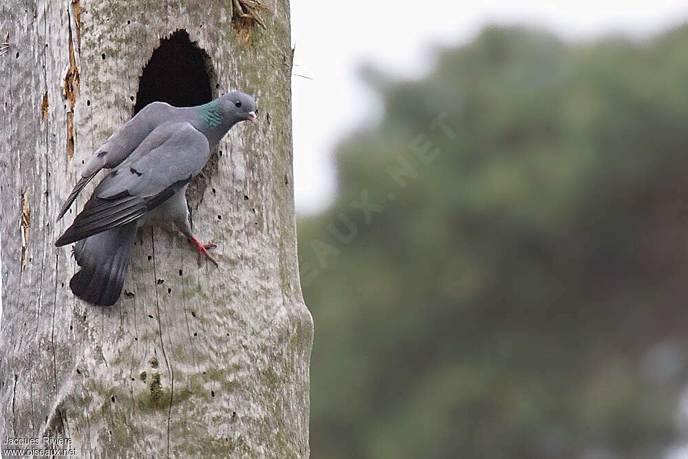 Pigeon colombinadulte nuptial, Nidification