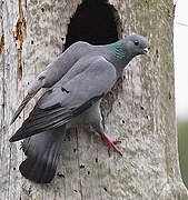 Stock Dove