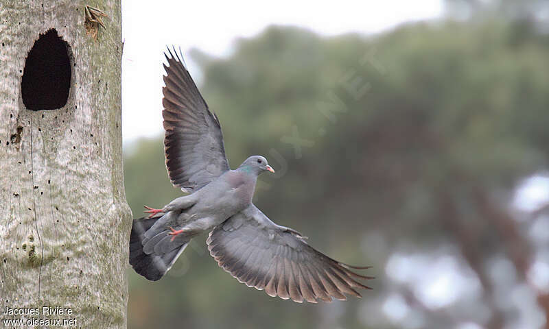 Stock Doveadult breeding, Flight, Reproduction-nesting