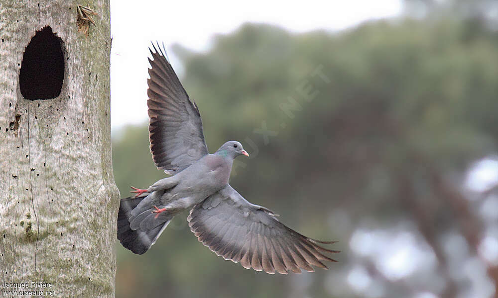 Pigeon colombinadulte nuptial, Vol, Nidification