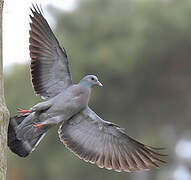 Stock Dove