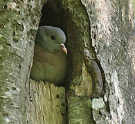 Stock Dove