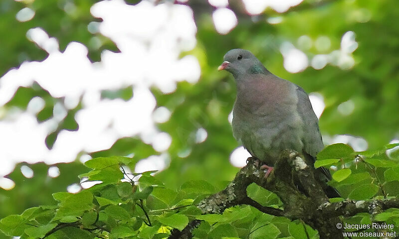 Pigeon colombin mâle adulte nuptial