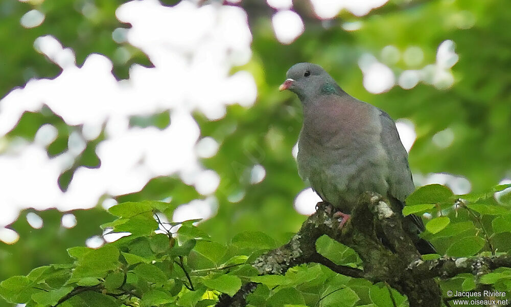 Stock Dove male adult breeding