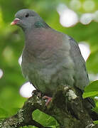 Stock Dove