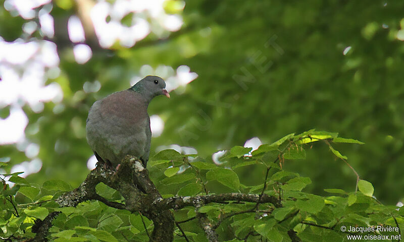 Pigeon colombin mâle adulte nuptial