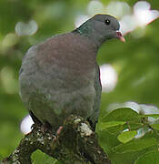 Pigeon colombin