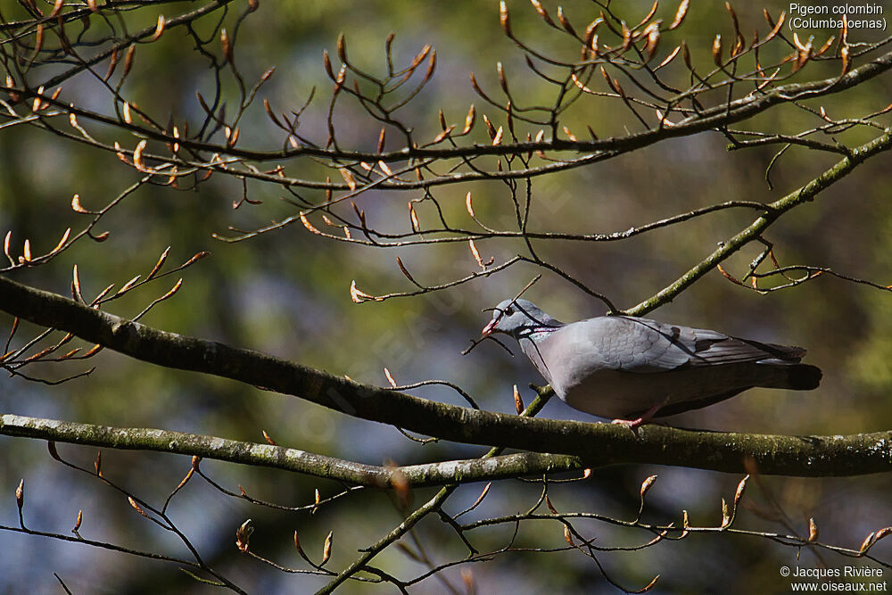 Stock Doveadult breeding, identification, Reproduction-nesting