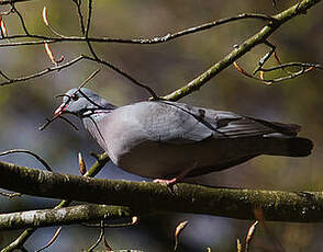 Pigeon colombin