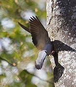 Stock Dove