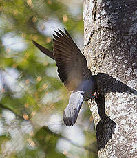 Pigeon colombin