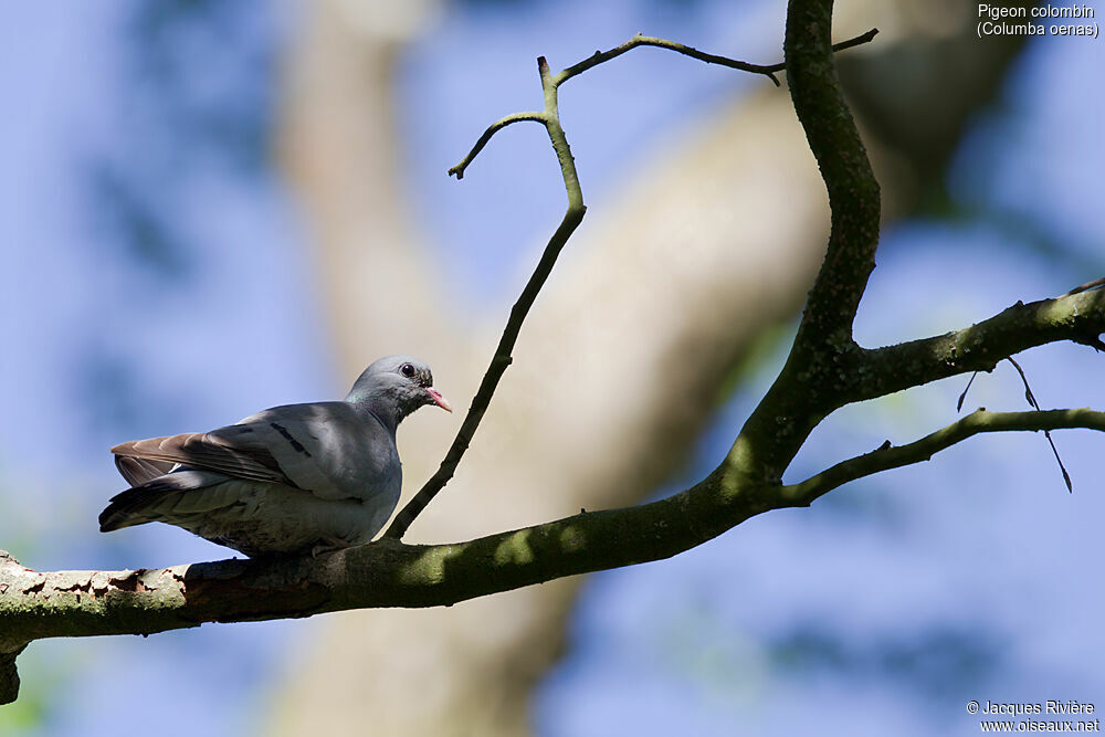 Pigeon colombinimmature, identification