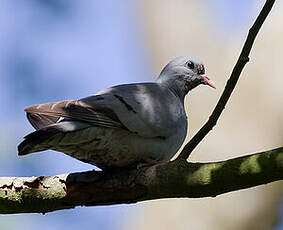 Pigeon colombin