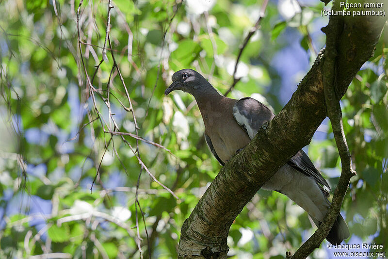 Pigeon ramierimmature, identification