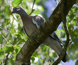 Pigeon ramier