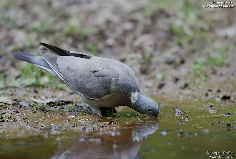 Common Wood Pigeonadult breeding, identification, drinks