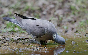 Common Wood Pigeon