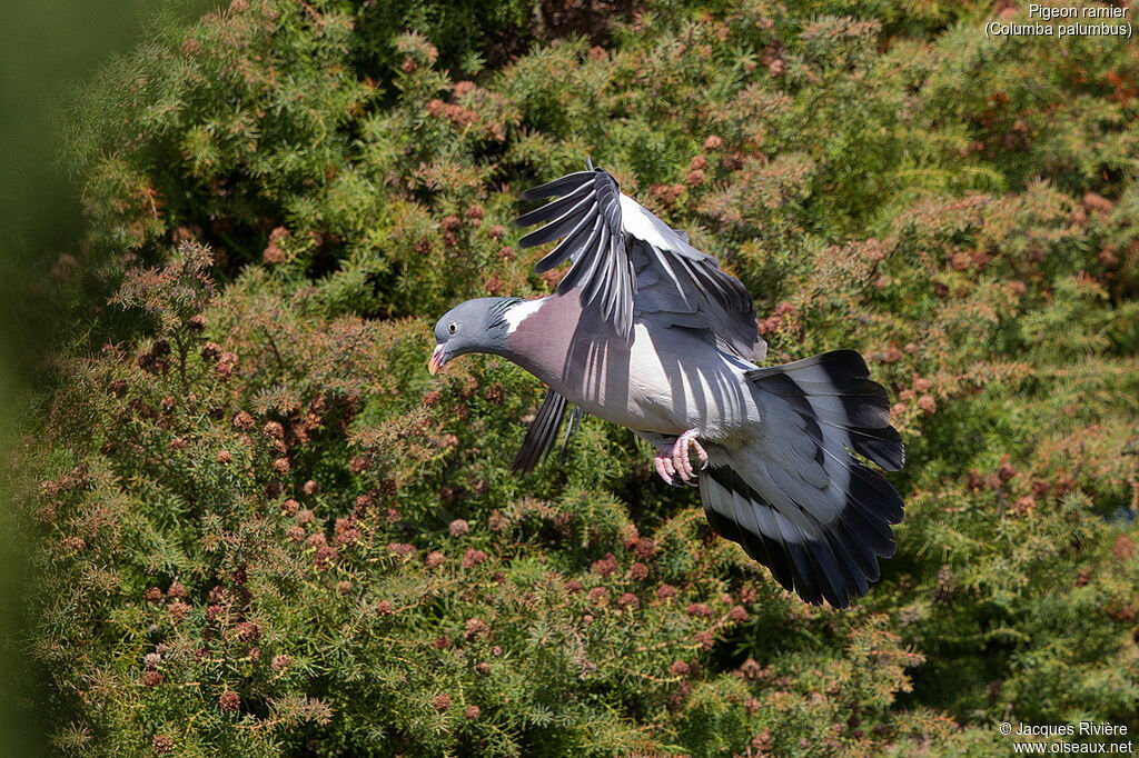 Pigeon ramieradulte nuptial, Vol