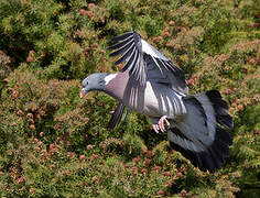 Common Wood Pigeon