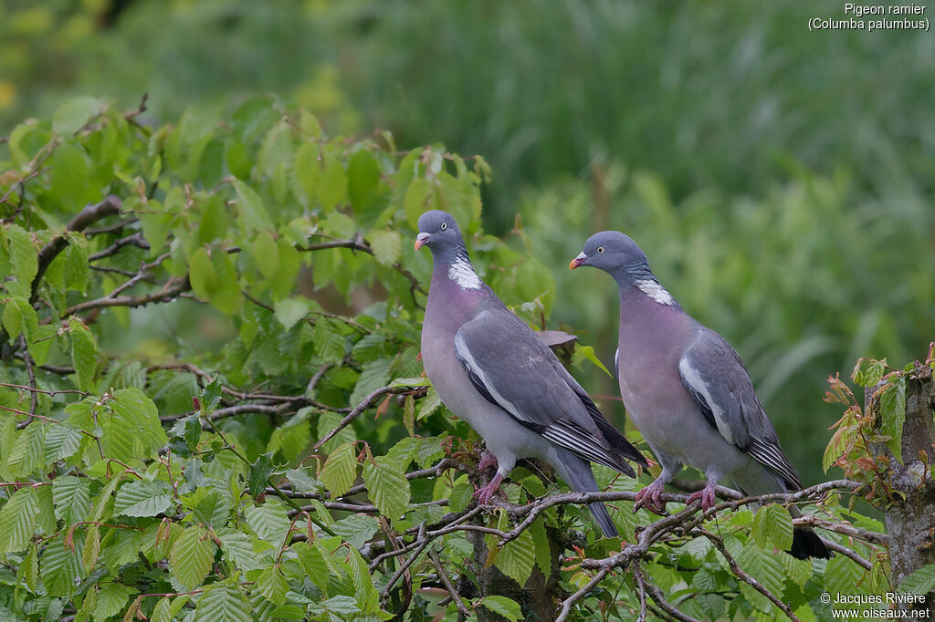 Common Wood Pigeon male adult breeding, identification