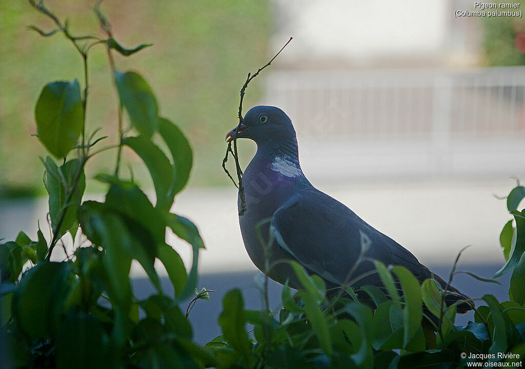 Common Wood Pigeon female adult breeding, identification, Reproduction-nesting