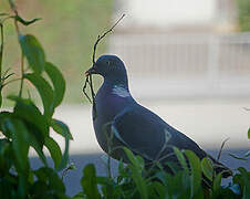 Common Wood Pigeon