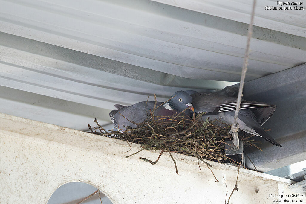 Pigeon ramieradulte nuptial, Nidification