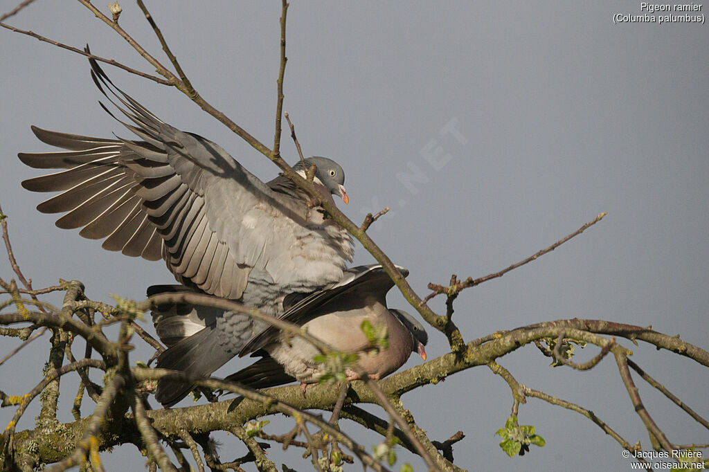 Common Wood Pigeonadult breeding, Reproduction-nesting