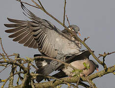 Common Wood Pigeon