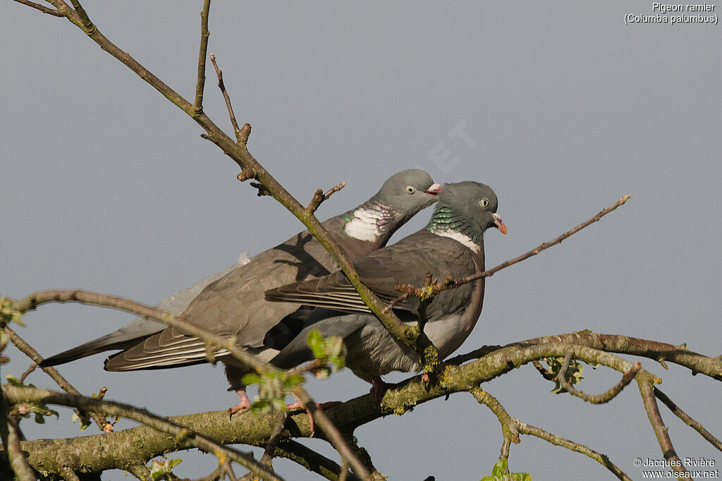 Common Wood Pigeonadult breeding, courting display