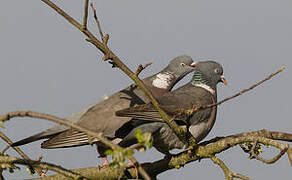 Common Wood Pigeon