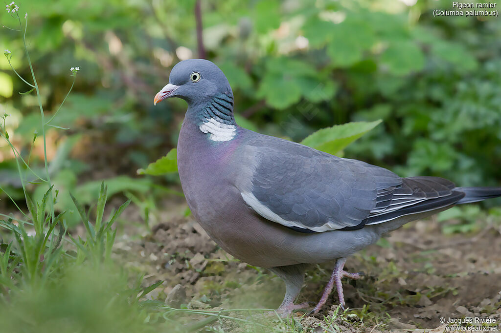 Common Wood Pigeonadult, identification, walking