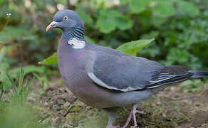 Common Wood Pigeon