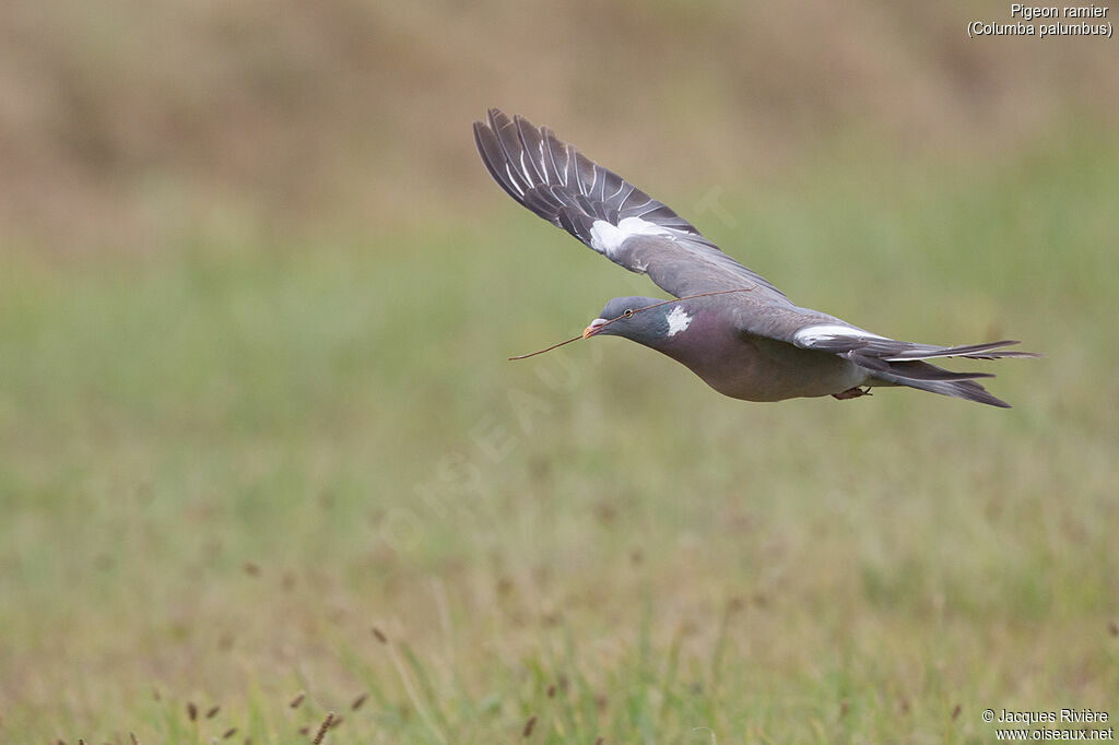 Common Wood Pigeon female adult, Flight, Reproduction-nesting