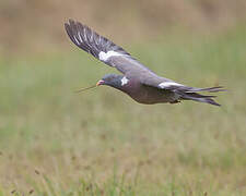 Common Wood Pigeon