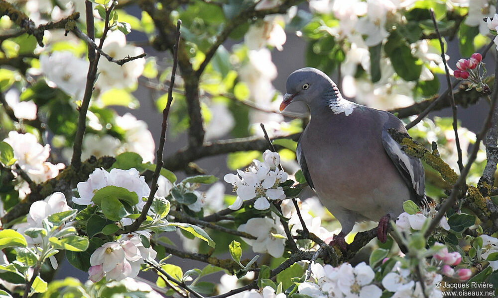 Common Wood Pigeonadult breeding