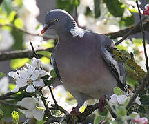 Common Wood Pigeon