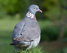 Common Wood Pigeon