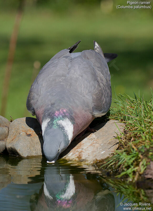 Pigeon ramieradulte nuptial, identification, boit