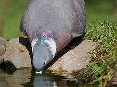 Common Wood Pigeon