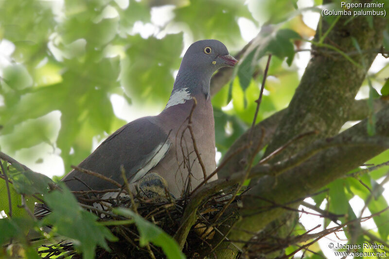 Pigeon ramieradulte nuptial, identification, Nidification